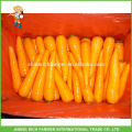 2016 Fresh Red Super Quality Carrots To Worldwide At A Good Price & Delicious Taste